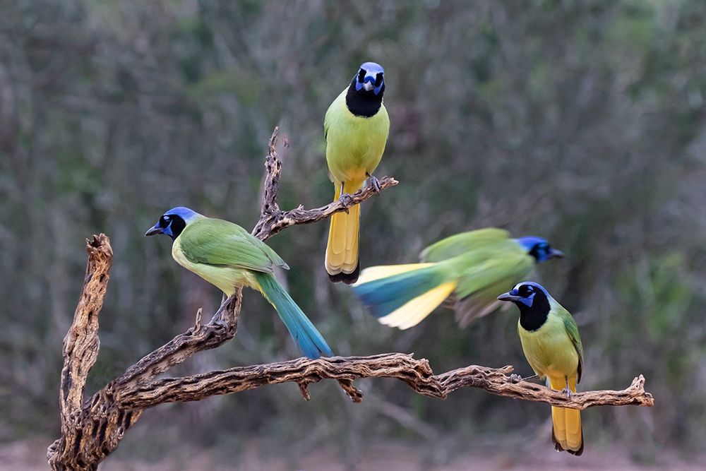 Green Jays (Cyanocorax yncas) perched